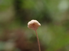 Collybiopsis quercophila