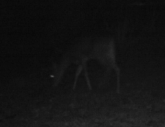 Odocoileus virginianus