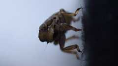 Issus coleoptratus