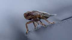 Issus coleoptratus