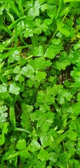 Hydrocotyle tripartita