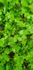Hydrocotyle tripartita