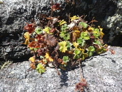 Potentilla villosa