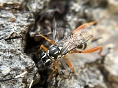 Baryceros texanus