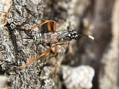 Baryceros texanus