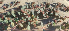 Euphorbia abramsiana
