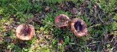 Russula amarissima