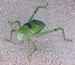 Stilpnochlora