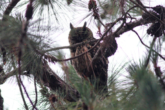 Asio madagascariensis