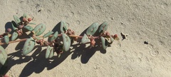 Euphorbia abramsiana