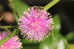 Mimosa microphylla