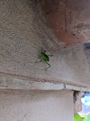 Stilpnochlora