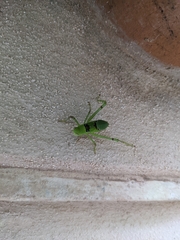 Stilpnochlora