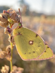 Colias poliographus