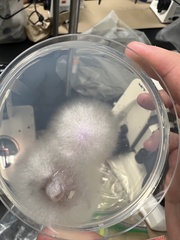 Fusarium oxysporum