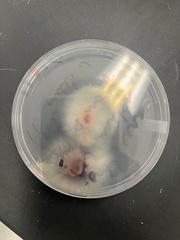 Fusarium oxysporum