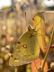 Colias poliographus