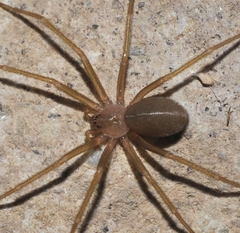 Loxosceles rufescens