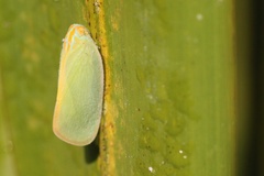 Ormenaria rufifascia