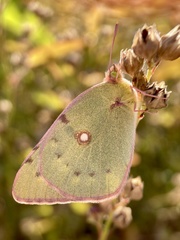 Colias poliographus