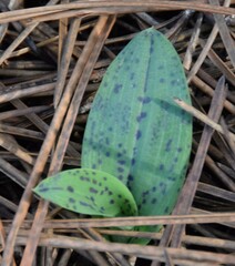 Neotinea maculata