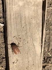 Polyphylla decemlineata