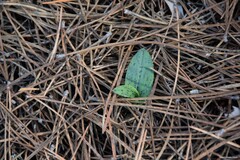 Neotinea maculata