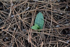 Neotinea maculata