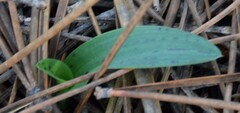 Neotinea maculata