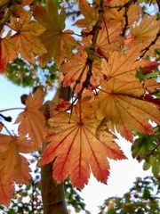 Acer japonicum