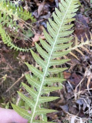 Phegopteris decursive-pinnata