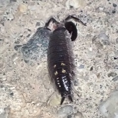 Porcellio ornatus