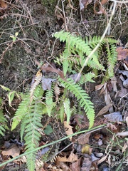 Phegopteris decursive-pinnata