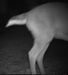 Odocoileus virginianus