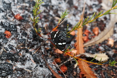 Acacia baueri baueri