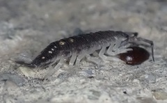 Porcellio ornatus
