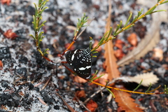 Acacia baueri baueri