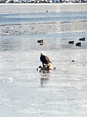 Haliaeetus leucocephalus