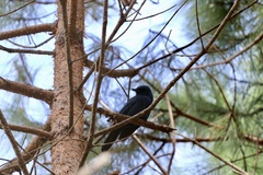 Aphelocoma unicolor