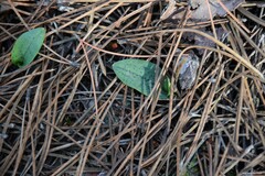 Neotinea maculata