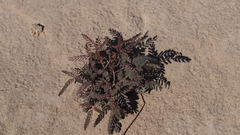 Hoffmannseggia microphylla