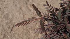 Hoffmannseggia microphylla