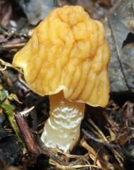 Verpa bohemica