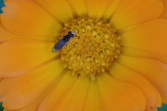 Toxomerus marginatus