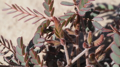 Hoffmannseggia microphylla