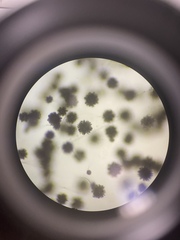 Aspergillus niger