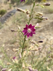 Malesherbia linearifolia