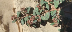 Euphorbia abramsiana