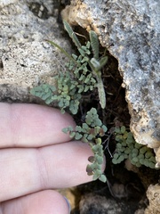 Argyrochosma microphylla