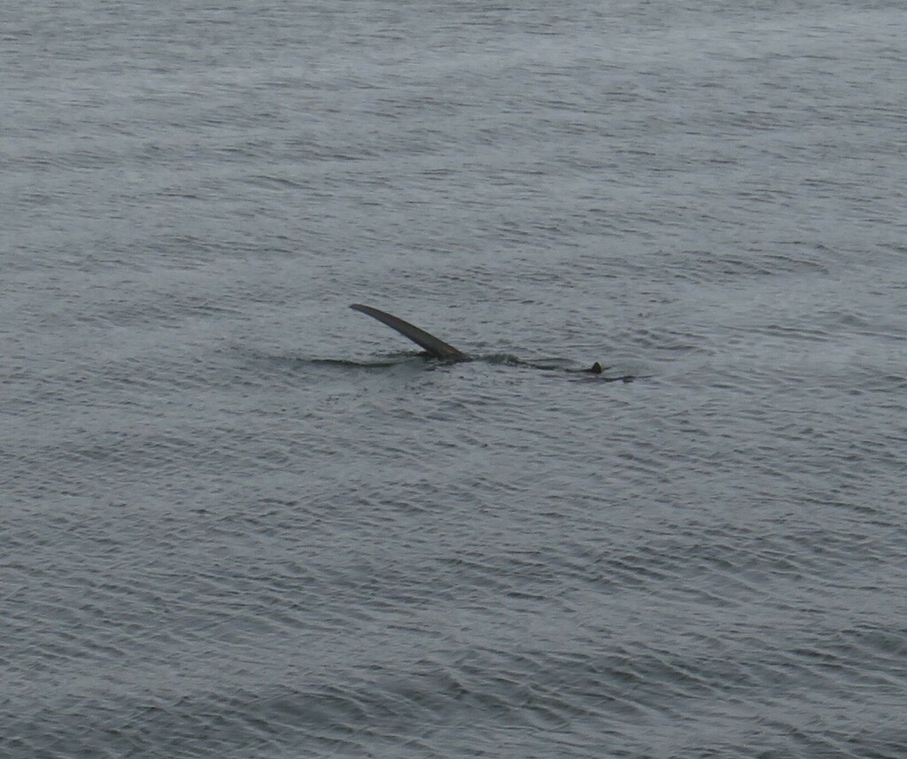 Long upper tail lobe of a common thresher shark at the surface of grey-green water